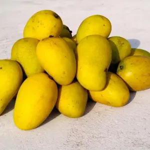 Amarapalli Mangoes